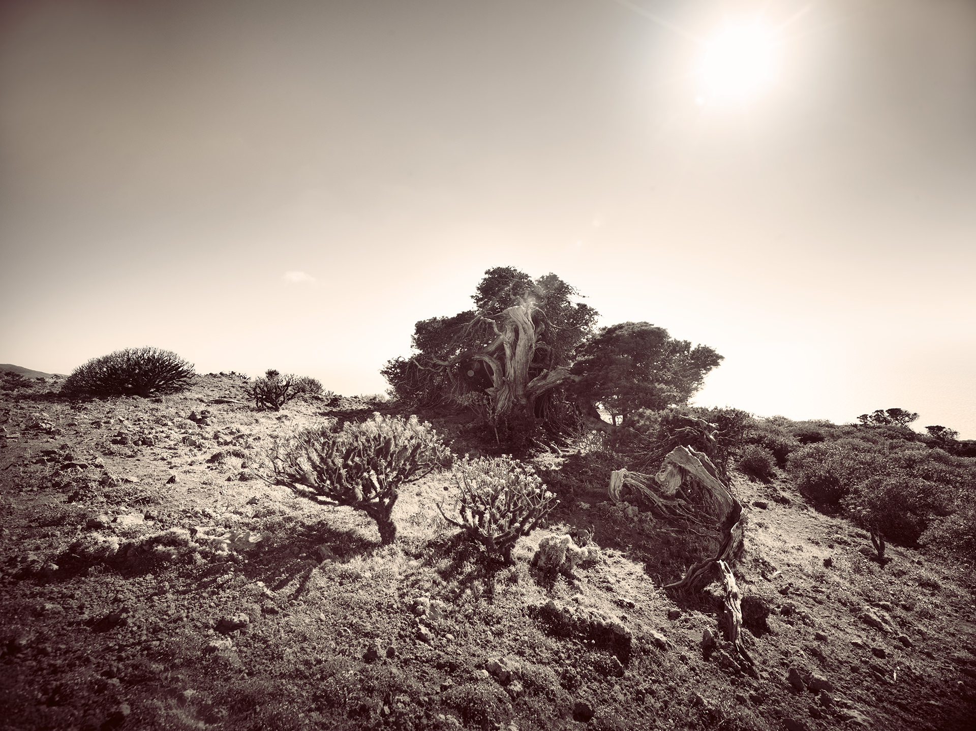 el hierro trees