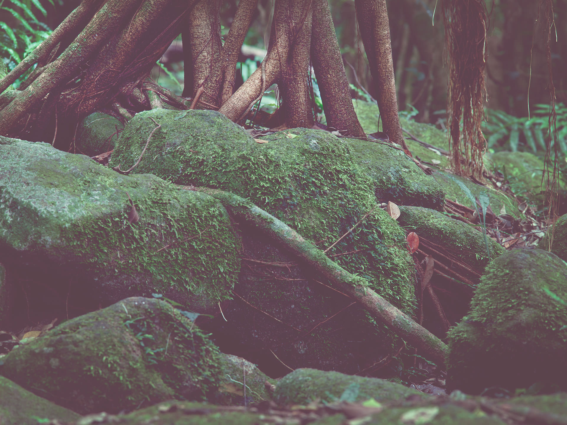 JAPANESE GREEN TREE