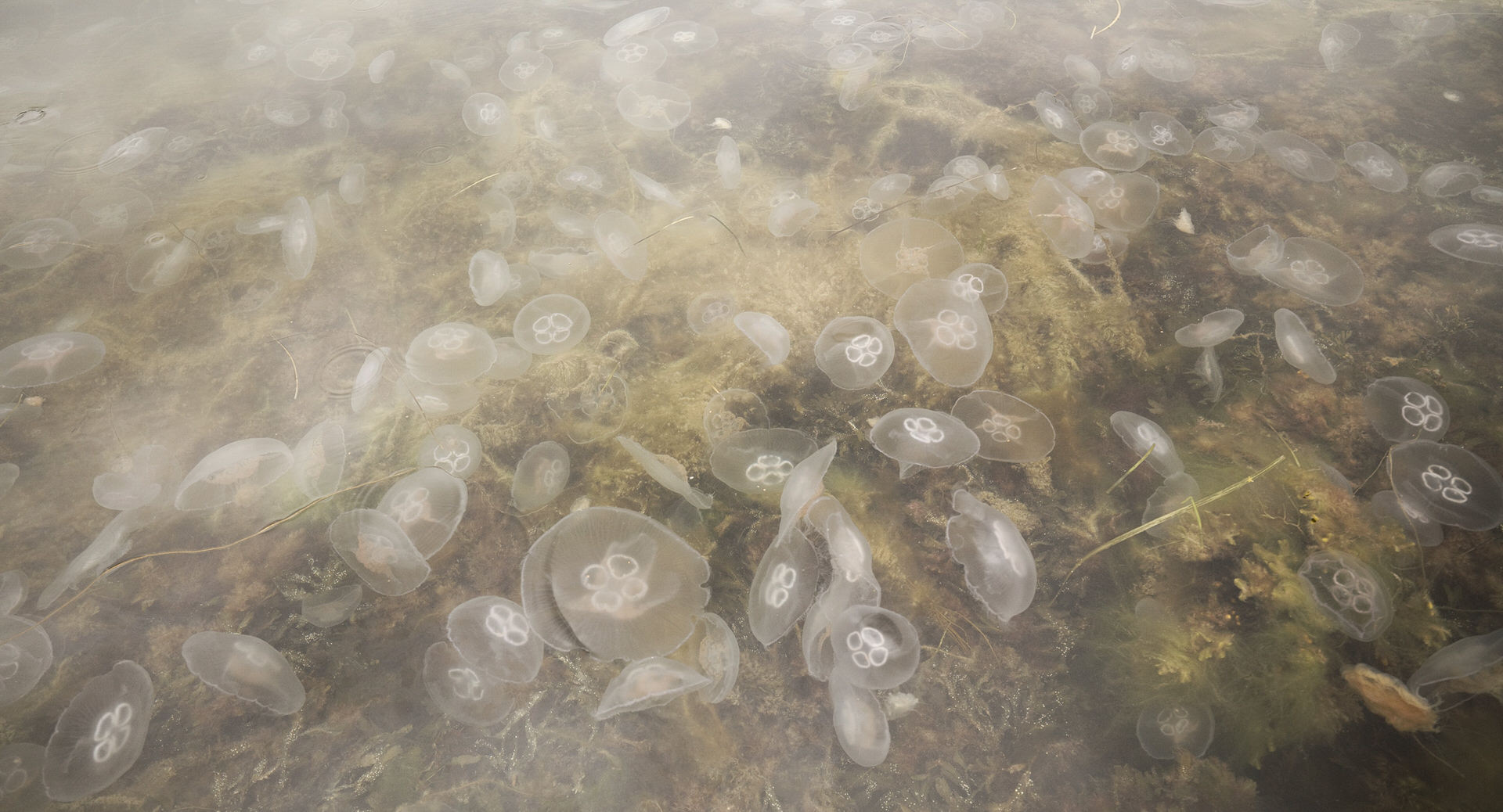 ©ankeluckmann761, jellyfish, fine art, sea, anke luckmann, www.ankeluckmann.com